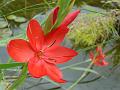 2012-0902-1350_Schizostylis_18,2C